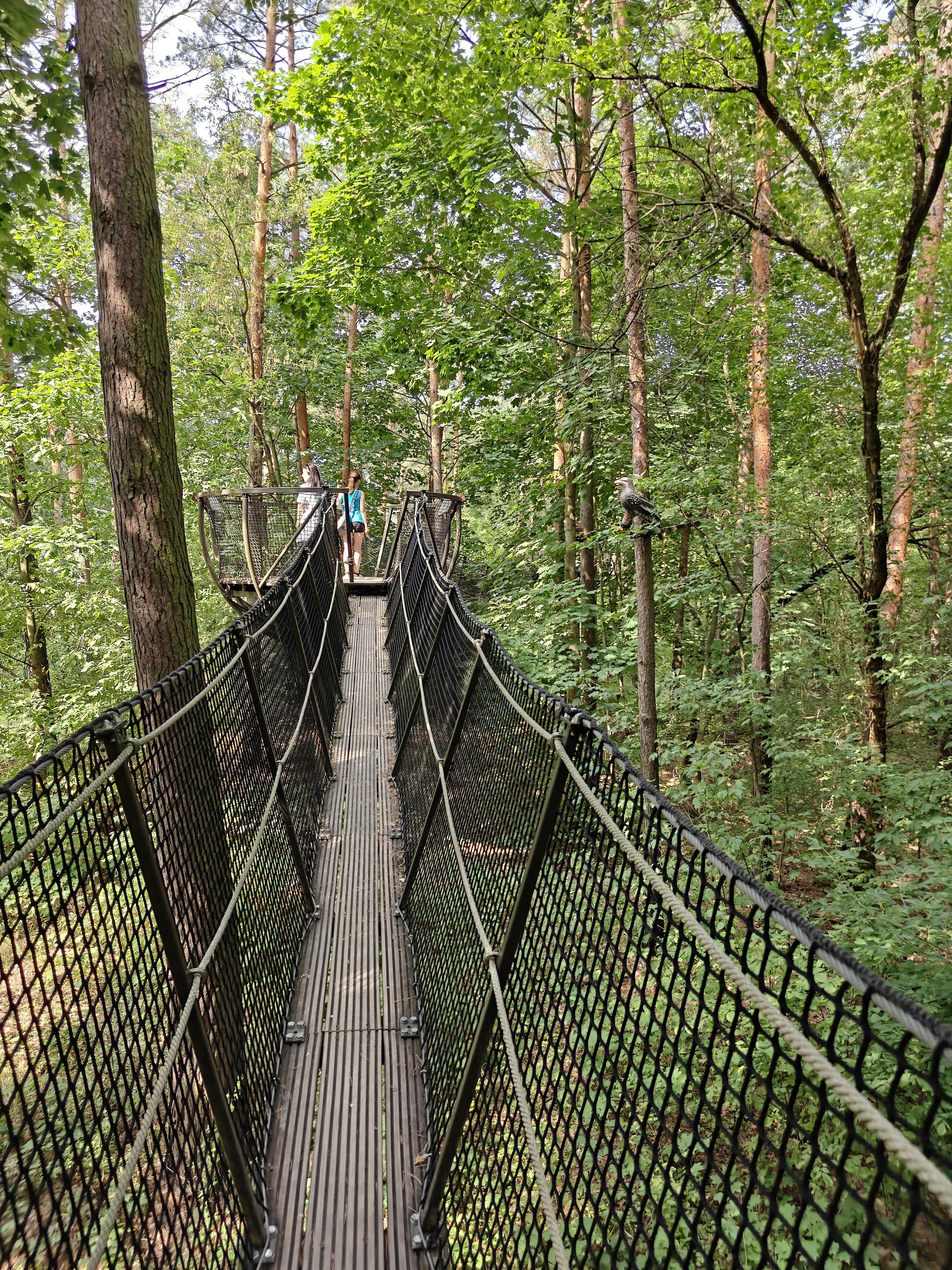 Treetops pathway (Ścieżka w koronach drzew, Dolina Wkry)